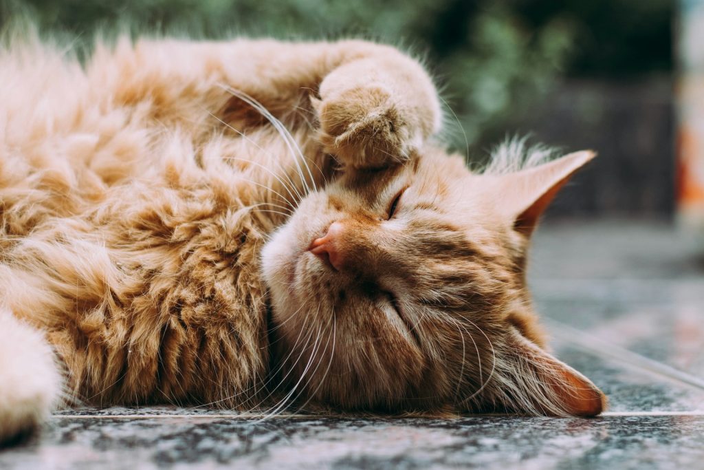 ôter les poils de chat