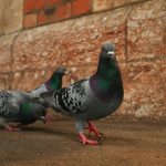 Les solutions efficaces de dépigeonnage à Villeurbanne