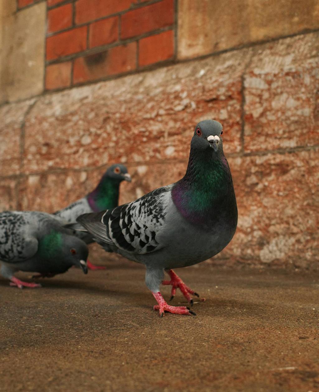 Les solutions efficaces de dépigeonnage à Villeurbanne